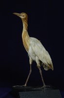 藏品(黃頭鷺)的圖片